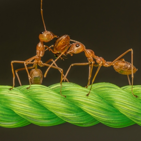 4 ĐIỀU THÚ VỊ VỀ LOÀI KIẾN